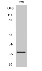 1 - Neurexophilin-3 Polyclonal Antibody AP71242