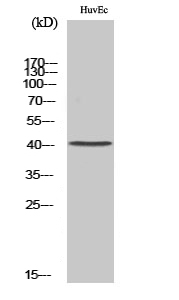 1 - Neurotrimin Polyclonal Antibody AP71260