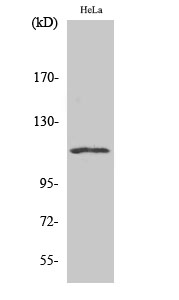 1 - NFATc3 Polyclonal Antibody AP71266
