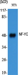 1 - NF-YC Polyclonal Antibody AP71275