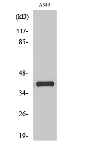 1 - Oct-6 Polyclonal Antibody AP71417