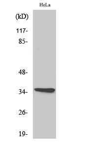 1 - Olfactory receptor 10G4 Polyclonal Antibody AP71433