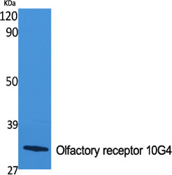 1 - Olfactory receptor 10G4 Polyclonal Antibody AP71433