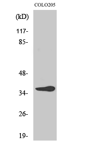 1 - Olfactory receptor 10G6 Polyclonal Antibody AP71434
