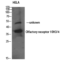 1 - Olfactory receptor 10H3/4 Polyclonal Antibody AP71439