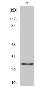 1 - Olfactory receptor 10J1 Polyclonal Antibody AP71441