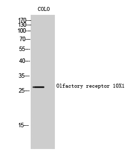 1 - Olfactory receptor 10X1 Polyclonal Antibody AP71450