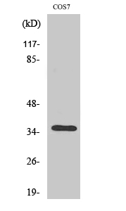 1 - Olfactory receptor 13C4 Polyclonal Antibody AP71457