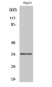 1 - Olfactory receptor 13H1 Polyclonal Antibody AP71462