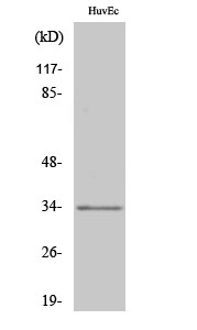 1 - Olfactory receptor 1L6 Polyclonal Antibody AP71468
