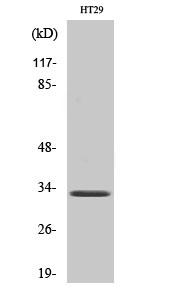 1 - Olfactory receptor 1S1/2 Polyclonal Antibody AP71470