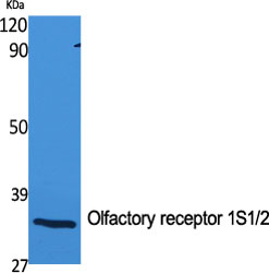 1 - Olfactory receptor 1S1/2 Polyclonal Antibody AP71470
