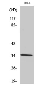 1 - Olfactory receptor 2A4/7 Polyclonal Antibody AP71472