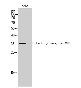 1 - Olfactory receptor 2D3 Polyclonal Antibody AP71487