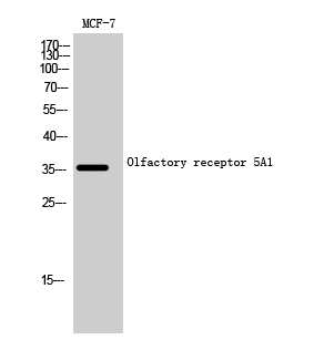 1 - Olfactory receptor 5A1 Polyclonal Antibody AP71574