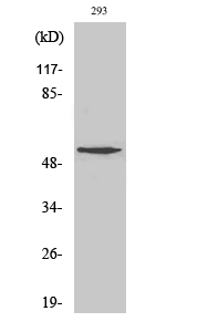 1 - OMG Polyclonal Antibody AP71643