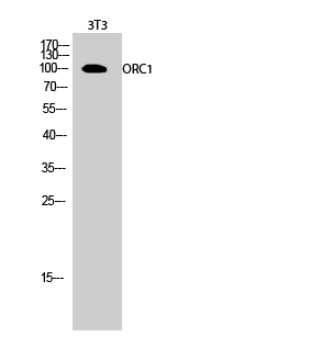 1 - ORC1 Polyclonal Antibody AP71652