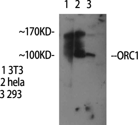 1 - ORC1 Polyclonal Antibody AP71652