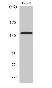 1 - p140Cap Polyclonal Antibody AP71674