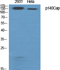 1 - p140Cap Polyclonal Antibody AP71674