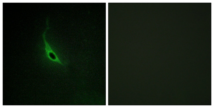 14 - p164-RhoGEF Polyclonal Antibody AP71677