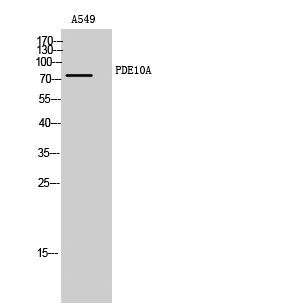 1 - PDE10A Polyclonal Antibody AP71810