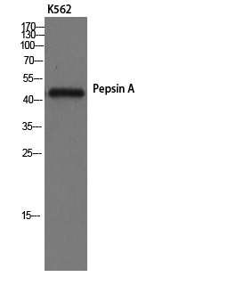 1 - Pepsin A Polyclonal Antibody AP71843
