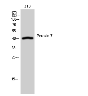 1 - Peroxin 7 Polyclonal Antibody AP71861