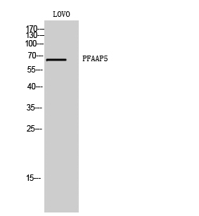 1 - PFAAP5 Polyclonal Antibody AP71862