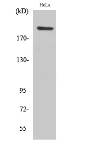 1 - PHF3 Polyclonal Antibody AP71881