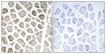 14 - PI 3-kinase p85α/γ Polyclonal Antibody AP71896