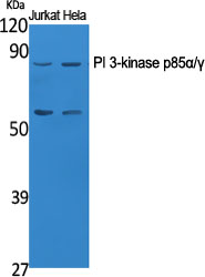 1 - PI 3-kinase p85α/γ Polyclonal Antibody AP71896