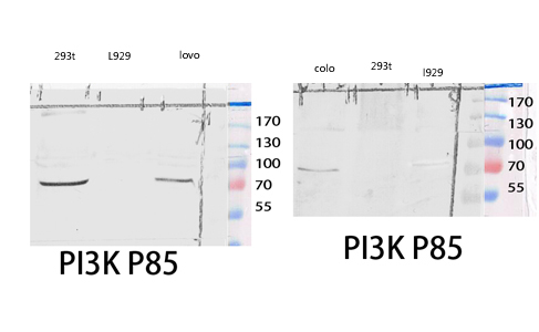 1 - PI 3-kinase p85α/γ Polyclonal Antibody AP71896