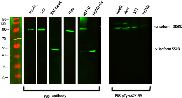 1 - PI 3-kinase p85α/γ Polyclonal Antibody AP71896