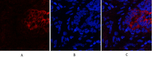 1 - PI 3-kinase p85α/γ Polyclonal Antibody AP71896
