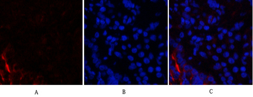14 - PI 3-kinase p85α/γ Polyclonal Antibody AP71896