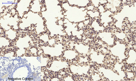 14 - PI 3-kinase p85α/γ Polyclonal Antibody AP71896