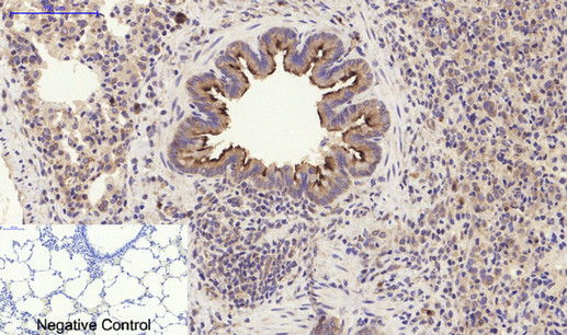 14 - PI 3-kinase p85α/γ Polyclonal Antibody AP71896