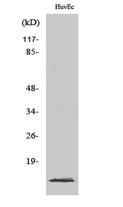 1 - PIG11 Polyclonal Antibody AP71905