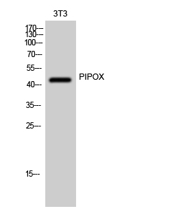 1 - PIPOX Polyclonal Antibody AP71919