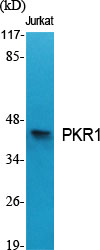 1 - PKR1 Polyclonal Antibody AP71965