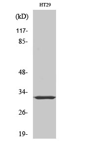1 - PMEPA1 Polyclonal Antibody AP71983