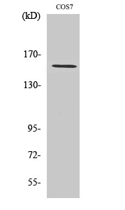 1 - POLR3A Polyclonal Antibody AP71996