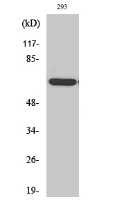 1 - POTE14/22 Polyclonal Antibody AP72004