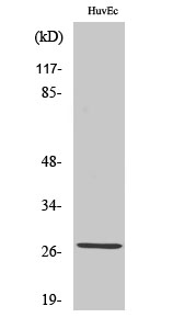 1 - PP32R1 Polyclonal Antibody AP72016