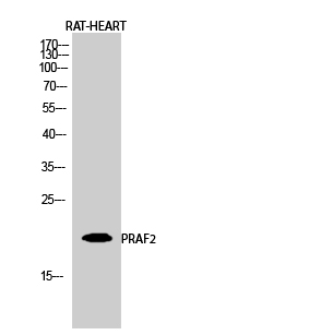 1 - PRAF2 Polyclonal Antibody AP72030