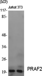 1 - PRAF2 Polyclonal Antibody AP72030