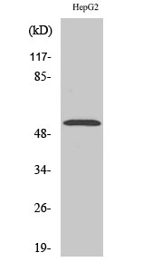 1 - PREP-2 Polyclonal Antibody AP72038
