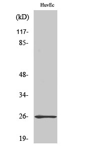 1 - Rab L2A Polyclonal Antibody AP72123
