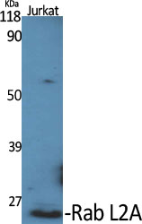 1 - Rab L2A Polyclonal Antibody AP72123